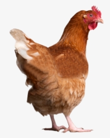 Chicken Back Side Png - Chicken Jpg, Transparent Png, Transparent PNG