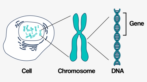 Transparent Chromosome Clipart - Chromosomes And Genes, HD Png Download, Transparent PNG