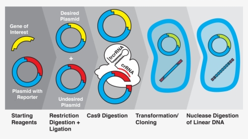 Gene , Png Download - Ligation Transformation, Transparent Png, Transparent PNG