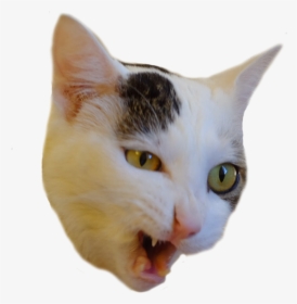 Psbattle At Prospect Of Eating Food Cutouts - Cat Eating Png, Transparent Png, Transparent PNG