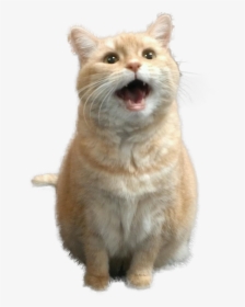 Mouthy Cat, HD Png Download, Transparent PNG