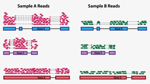 Rna Seq Normalization Depth, HD Png Download, Transparent PNG