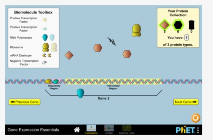 Gene Expression Essentials, HD Png Download, Transparent PNG