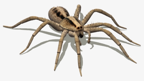 Clip Art Pisaurina Mira - Hissing Spider, HD Png Download, Transparent PNG