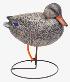 Oversized Field Mallard Snuggle Head Hen Duck Hunting - Mallard, HD Png Download, Transparent PNG