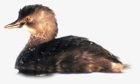 Ruddy Duck, HD Png Download, Transparent PNG