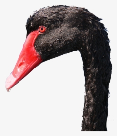Photo Close-up Of Black Swan Head - Black Swan, HD Png Download, Transparent PNG