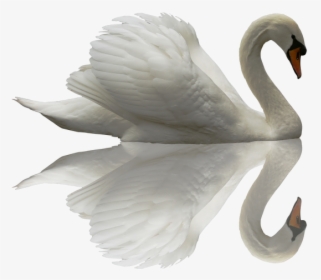 Swan Transparent Beautiful - Cisneis Png, Png Download, Transparent PNG