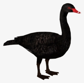 Black Swan, HD Png Download, Transparent PNG