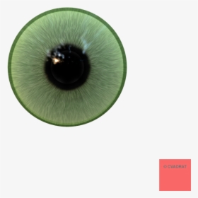 Eyeball Png Realistic - Anytime Baby, Transparent Png, Transparent PNG