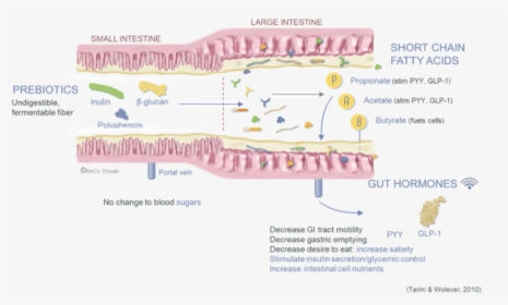 Digestive Tract Pathway With Prebiotics - Beta Glucans Gut Microbiota, HD Png Download, Transparent PNG