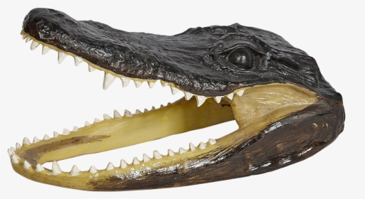 Gator Hat Png, Transparent Png, Transparent PNG