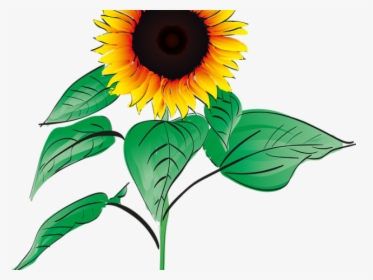Sunflower Clipart Root - Sunflower Get Well Soon, HD Png Download, Transparent PNG