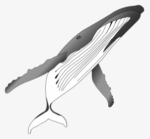 Png Royalty Free Stock Humpback Whale Clipart - Humpback Whale, Transparent Png, Transparent PNG
