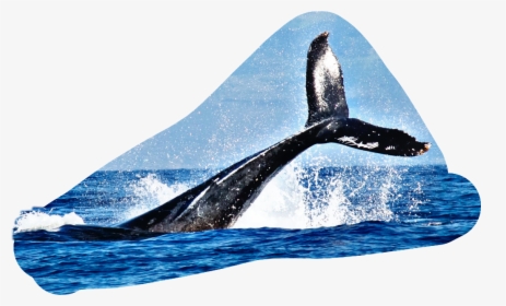 #tail #fin #water #splash #whale, HD Png Download, Transparent PNG
