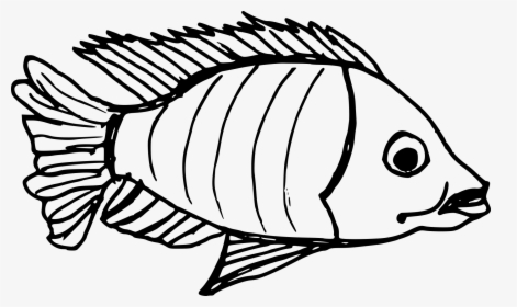 Fish Drawing Png, Transparent Png, Transparent PNG