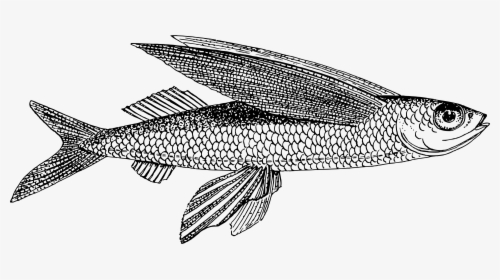 Transparent Fish Clipart Black And White - Flying Fish Line Drawing, HD Png Download, Transparent PNG