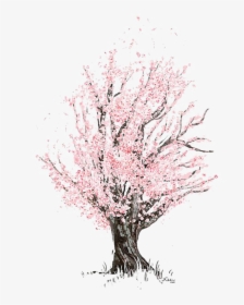 Cherry Blossom Drawing, HD Png Download, Transparent PNG