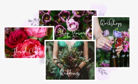 Floribunda, HD Png Download, Transparent PNG