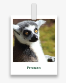 Nav-prosimians - Madagascar Cat, HD Png Download, Transparent PNG