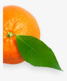 Transparent Clementine Png - Bitter Orange, Png Download, Transparent PNG