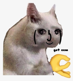 Got Eem - Sad Cat Meme Transparent, HD Png Download, Transparent PNG