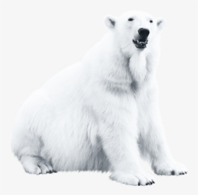 Polar Bear Blog - Polar Bear, HD Png Download, Transparent PNG