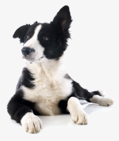 Shop Healthy Dog Treats - Cibi Tossici Per Il Cane, HD Png Download, Transparent PNG