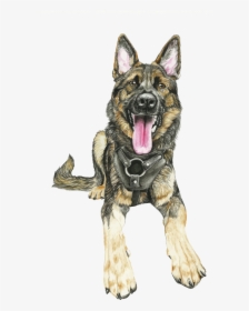Transparent German Shepherd Png - Shiloh Shepherd Dog, Png Download, Transparent PNG