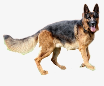 Germanshepherd Dog Alsatian Sticker - Editing Sticker Picsart Dog, HD Png Download, Transparent PNG