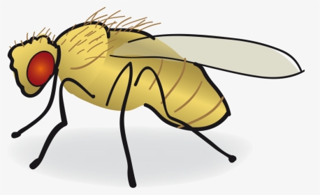 Drosophila-drawing - Svg - Drosophila Clipart, HD Png Download, Transparent PNG