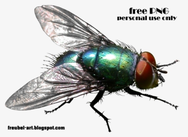 House-fly - House Fly Flies Transparent Background, HD Png Download, Transparent PNG
