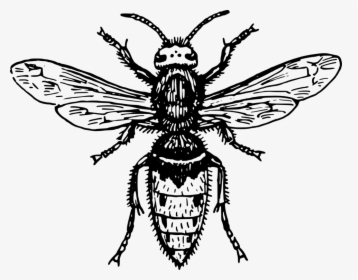 Symmetry,monochrome Photography,tree - Fly Clipart Black And White, HD Png Download, Transparent PNG