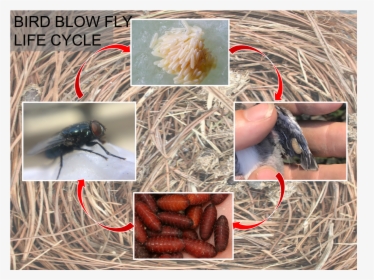 Bbf Life Cycle - Stable Fly, HD Png Download, Transparent PNG