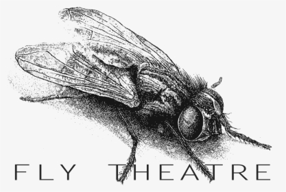 House Fly, HD Png Download, Transparent PNG