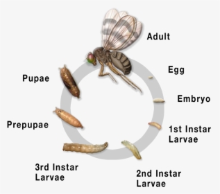 Tephritidae Life Cycle, HD Png Download, Transparent PNG