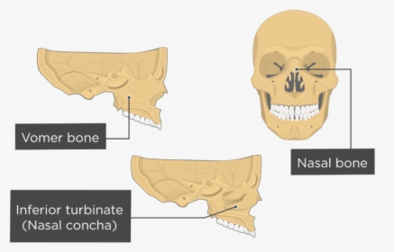 Nasal, Vomer, And Inferior Turbinate Bones Overview - Inferior Nasal Concha Bone, HD Png Download, Transparent PNG