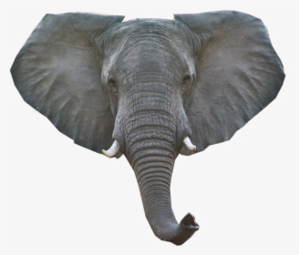 Transparent Elephant Head Clipart - Elephant Head Png, Png Download, Transparent PNG