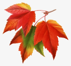 Canada Japanese Maple Red Maple Maple Leaf Clip Art - Autumn Leaves Png, Transparent Png, Transparent PNG