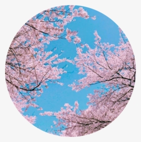 #sakura #japan #japanese #sky #tree #cherryblossom - Aesthetic Cherry Blossom Background, HD Png Download, Transparent PNG