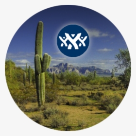 Atlassian User Groups Phoenix - San Pedro Cactus, HD Png Download, Transparent PNG