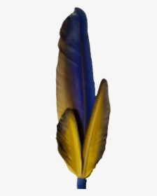 Macaw Feather Png Photo - Feather, Transparent Png, Transparent PNG