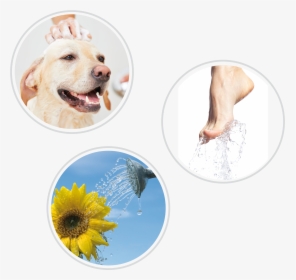 Best Labrador Shampoo, HD Png Download, Transparent PNG