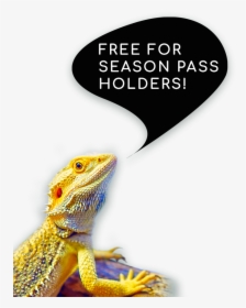 Dragon Lizard, HD Png Download, Transparent PNG