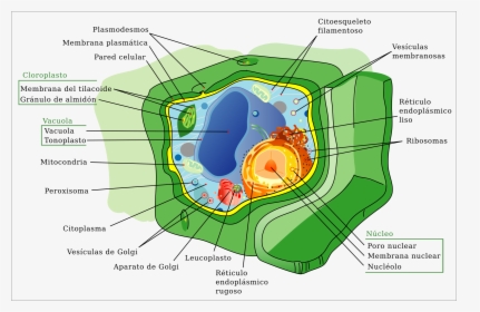 Structure Of An Plant Cell, HD Png Download, Transparent PNG