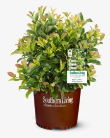 Southern Living, HD Png Download, Transparent PNG
