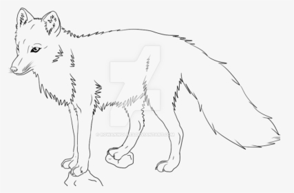 Wildlife Drawing Wolf - Line Drawing Wolf, HD Png Download, Transparent PNG