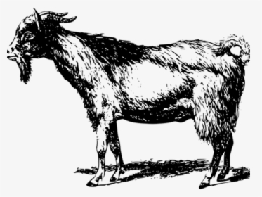 Goat Clipart Kambing - Bakra Black And White, HD Png Download, Transparent PNG