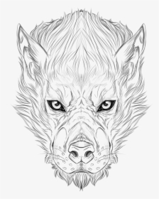 Drawing Wolf Face - Sketch, HD Png Download, Transparent PNG