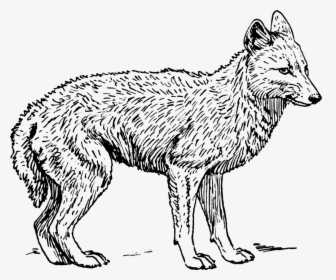 Fox, Wolf, Animal, Biology, Mammal, Zoology - Coyote Black And White, HD Png Download, Transparent PNG